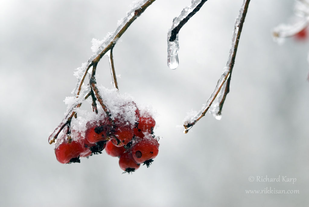 Snow Berries 2007
